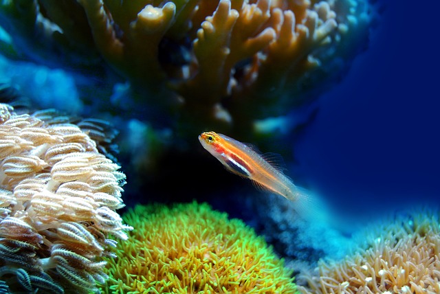 Fish Coral Sea Underwater Reef Water Marine