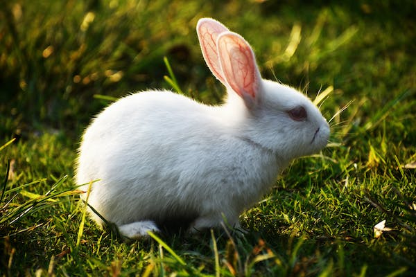 Siamese rabbit on grass